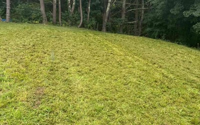 Photo of Linda C.'s yard after getting lawn care in Willimantic, CT