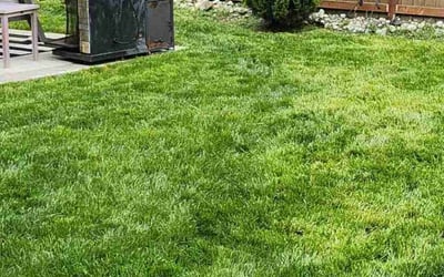 Photo of Tisha R.'s yard after getting lawn care in Tacoma, WA