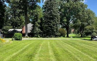 Photo of Sandi D.'s yard after getting lawn care in Roseville, CA