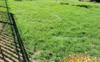 Photo of ROWARD S.'s yard after getting lawn care in Lodi, CA