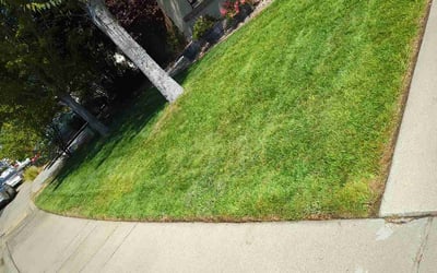 Photo of Teresa M.'s yard after getting lawn care in Elk Grove, CA