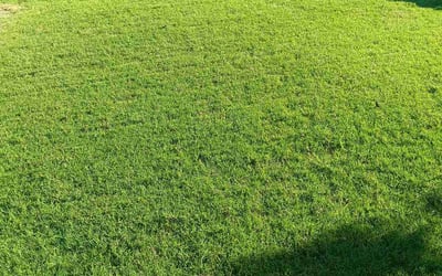 Photo of Walter A.'s yard after getting lawn care in Blanchard, OK