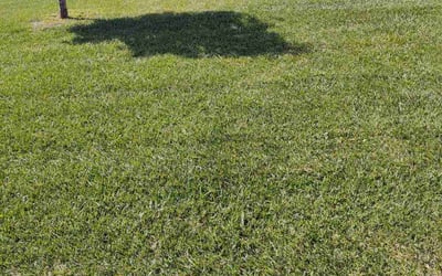 Photo of Jan H.'s yard after getting lawn care in Augusta, KS