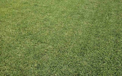 Photo of Benjamin N.'s yard after getting lawn care in Arlington, TX