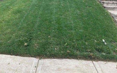 Photo of Carol D.'s yard after getting lawn care in Joshua Tree, CA