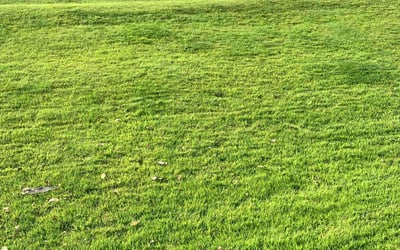 Photo of Dennis F.'s yard after getting lawn care in Cedar Rapids, IA