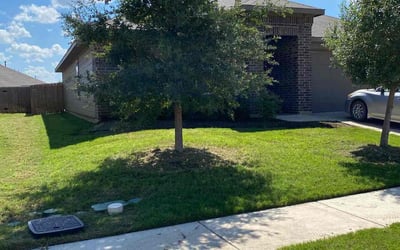 Photo of Gina G.'s yard after getting lawn care in Novato, CA