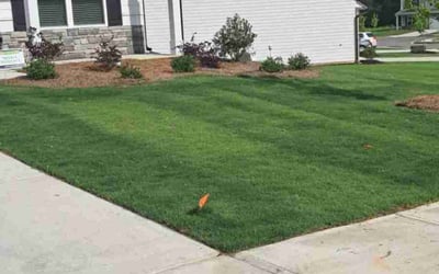 Photo of Maketia N.'s yard after getting lawn care in Loveland, CO