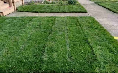 Photo of Shawnette I.'s yard after getting lawn care in Blue Island, IL