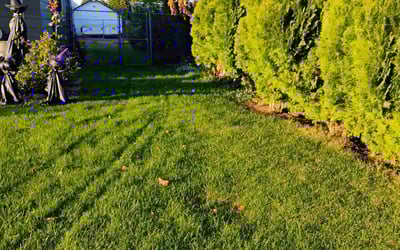 Photo of David W.'s yard after getting lawn care in Wenatchee, WA