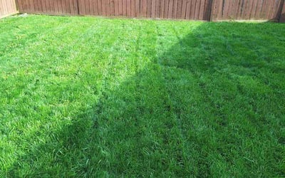 Photo of Kevin S.'s yard after getting lawn care in Kirkland, WA