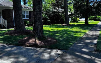 Photo of Serena S.'s yard after getting lawn care in Conway, SC