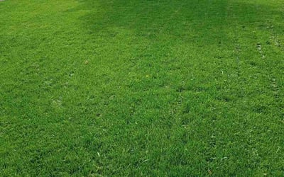 Photo of Janis M.'s yard after getting lawn care in Waukesha, WI