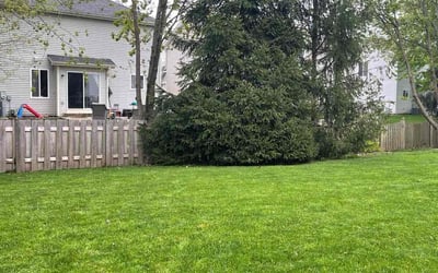 Photo of Katy s.'s yard after getting lawn care in Brookfield, IL