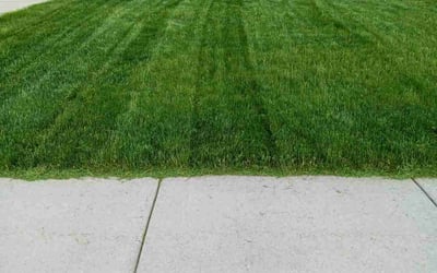 Photo of Nichelle Y.'s yard after getting lawn care in Stoughton, WI