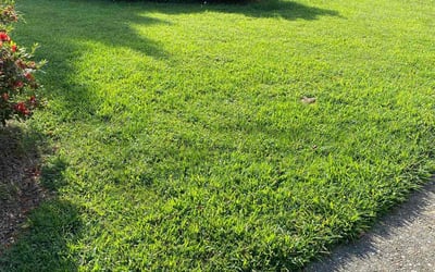 Photo of Tisha W.'s yard after getting lawn care in Virginia Beach, VA