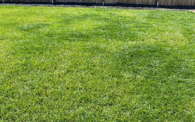 Photo of Diana M.'s yard after getting lawn care in Roseville, CA