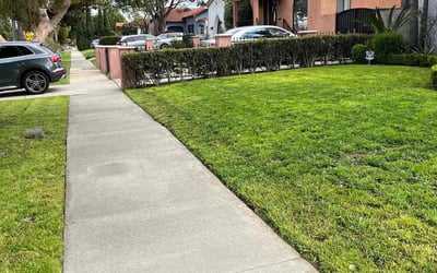 Photo of Connie P.'s yard after getting lawn care in Inglewood, CA