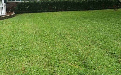 Photo of Kit B.'s yard after getting lawn care in Sarasota, FL