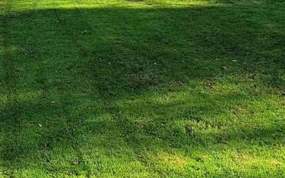 Photo of Laya Z.'s yard after getting lawn care in Clemson, SC