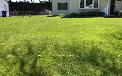 Photo of Samuel B.'s yard after getting lawn care in Suitland, MD