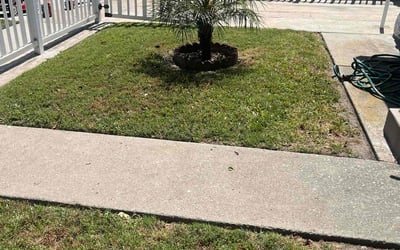 Photo of Monique E.'s yard after getting lawn care in Northridge, CA