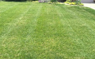 Photo of Cynthia N.'s yard after getting lawn care in Hickory, NC