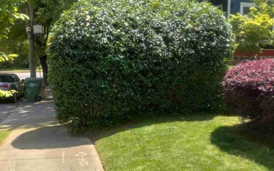 Photo of Chad B.'s yard after getting lawn care in Las Vegas, NV