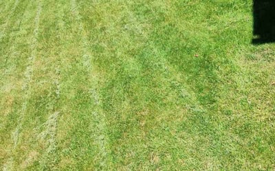 Photo of Brynyah M.'s yard after getting lawn care in Ludlow, MA