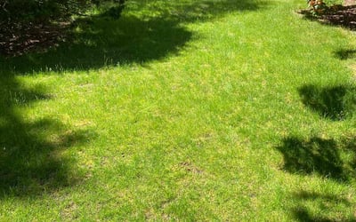 Photo of Cheryl M.'s yard after getting lawn care in Falmouth, MA