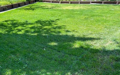 Photo of Sheri K.'s yard after getting lawn care in Antelope, CA