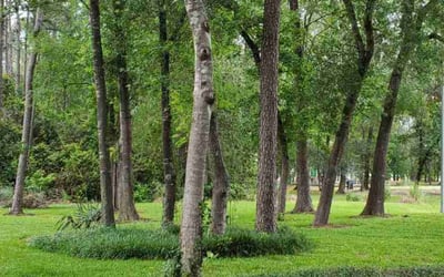 Photo of Chatema G.'s yard after getting lawn care in Seaside, CA