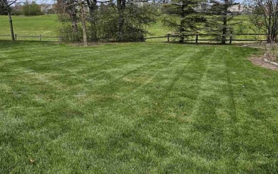 Photo of Kalia Y.'s yard after getting lawn care in Loveland, OH