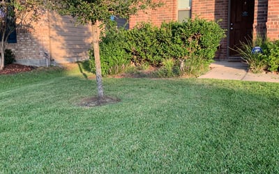 Photo of Katie N.'s yard after getting lawn care in Ashland, OR