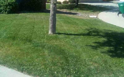 Photo of Chineta H.'s yard after getting lawn care in Reno, NV