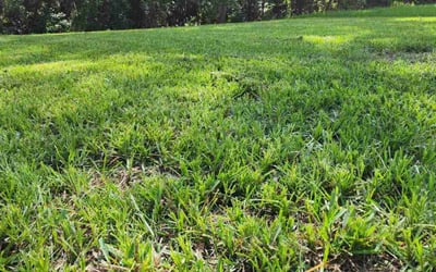 Photo of Joe M.'s yard after getting lawn care in Hudson, FL