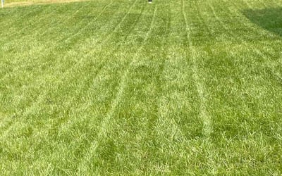 Photo of Shamae B.'s yard after getting lawn care in Chesterfield, VA