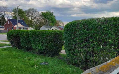 Photo of Jennifer L.'s yard after getting lawn care in Trenton, NJ