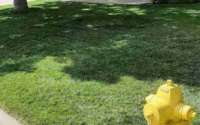 Photo of Lois G.'s yard after getting lawn care in Highlands Ranch, CO