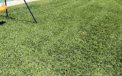Photo of Thomas J.'s yard after getting lawn care in Hudson, FL