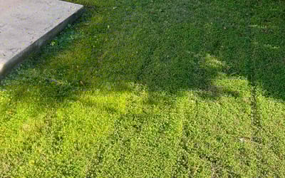 Photo of Stephanie S.'s yard after getting lawn care in Lynwood, CA