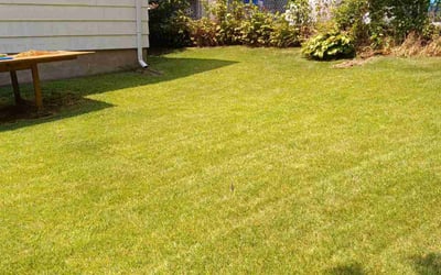 Photo of Lisa O.'s yard after getting lawn care in Clifton, NJ
