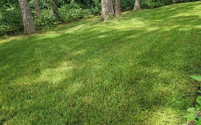Photo of Jake F.'s yard after getting lawn care in Hopkinsville, KY