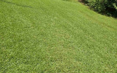 Photo of Leanna Y.'s yard after getting lawn care in Covington, KY