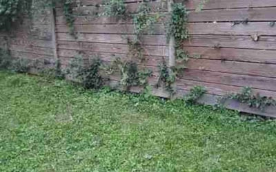 Photo of Shelley K.'s yard after getting lawn care in Greenwich, CT