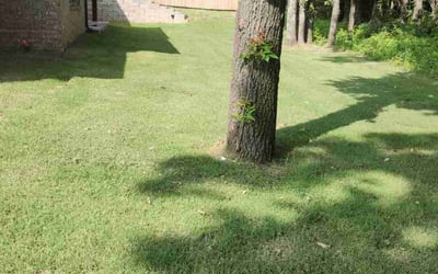 Photo of Tonya T.'s yard after getting lawn care in Hazelwood, MO