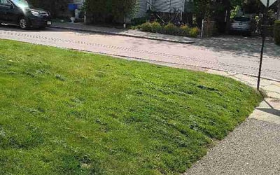 Photo of Marie B.'s yard after getting lawn care in Bensenville, IL