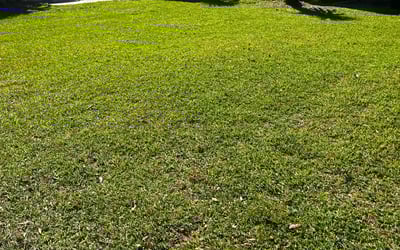 Photo of Lakshnanrao R.'s yard after getting lawn care in Gulfport, MS