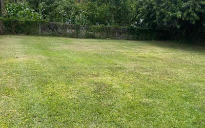 Photo of Frank K.'s yard after getting lawn care in Southbury, CT