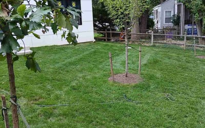 Photo of Ashley B.'s yard after getting lawn care in Troy, NY
